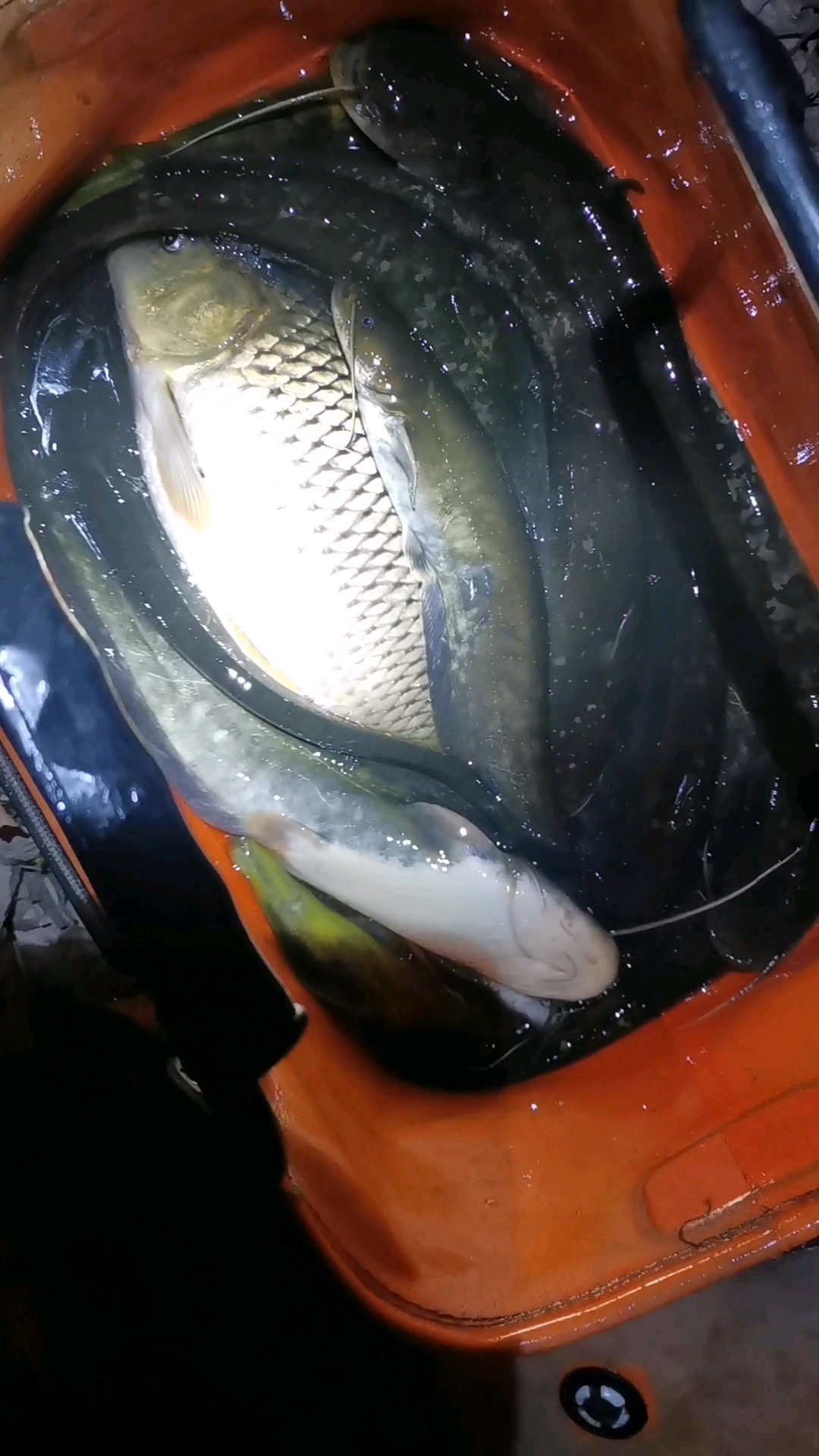 筏钓黄辣丁鲶鱼#夏天夜钓黄辣丁鲶鱼效果特别不错