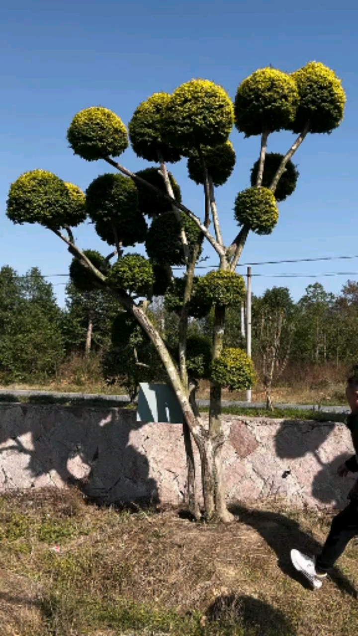 亮晶女贞造型树,四季不落叶,适合庭院别墅农家小院栽植