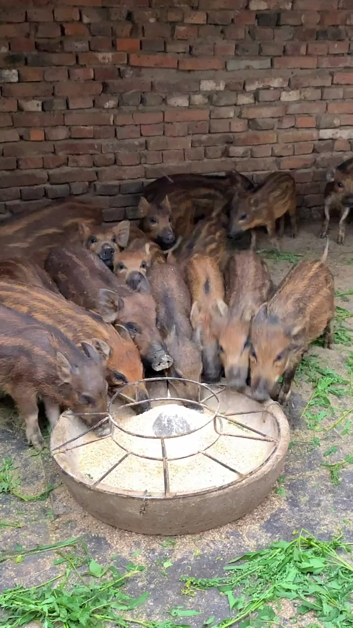 广西规模大的野猪养殖场在那里