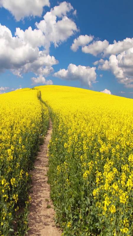 想带你去晴空万里,评论区报名啦嘻嘻#风景 #油菜花 -全民小视频