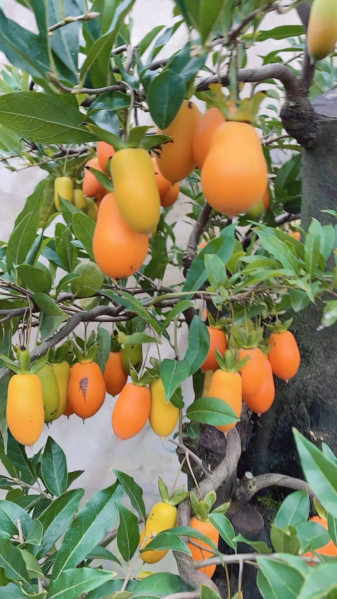 长生不老果,挂果长达280天