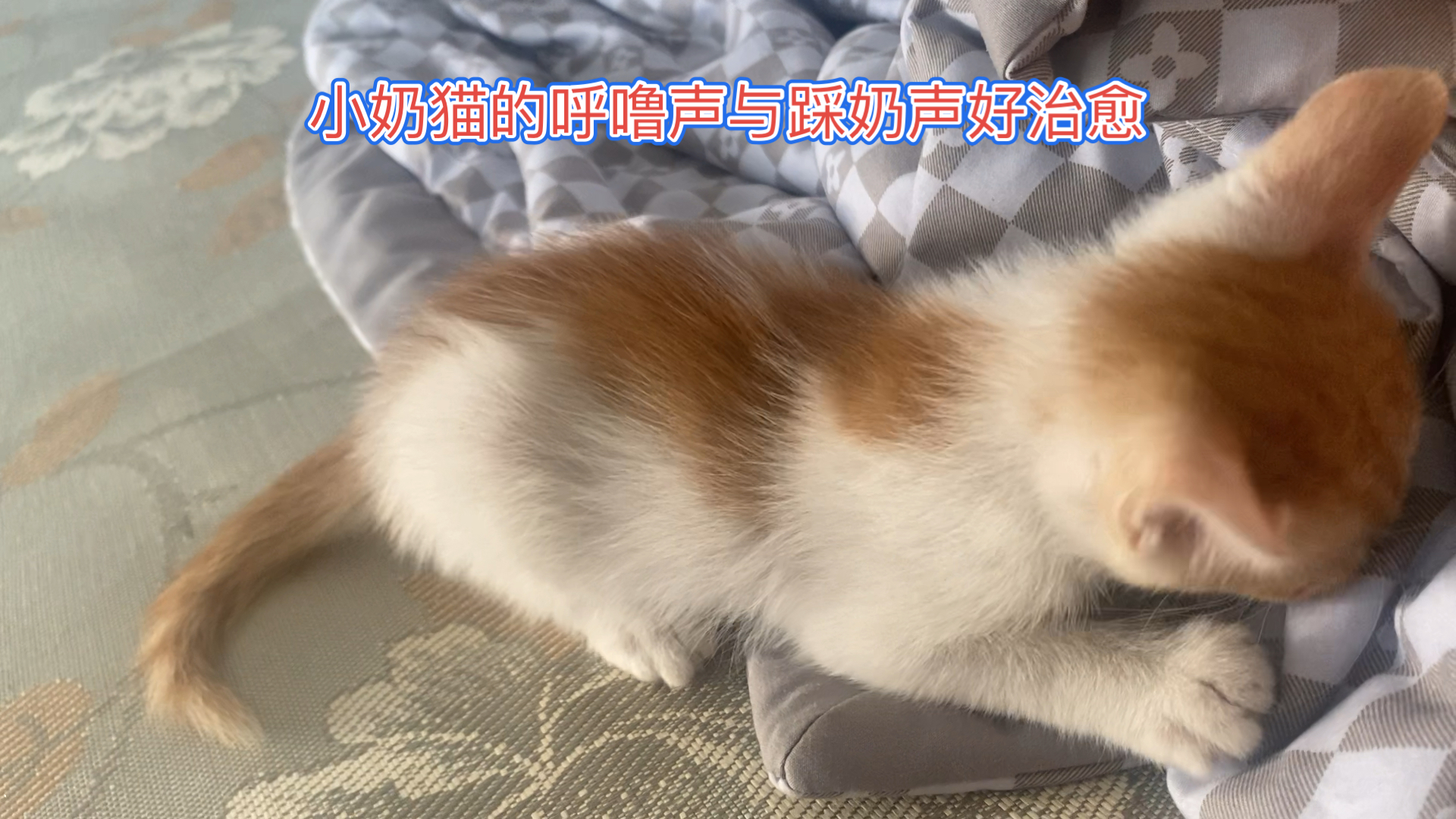 小奶猫的声音图片