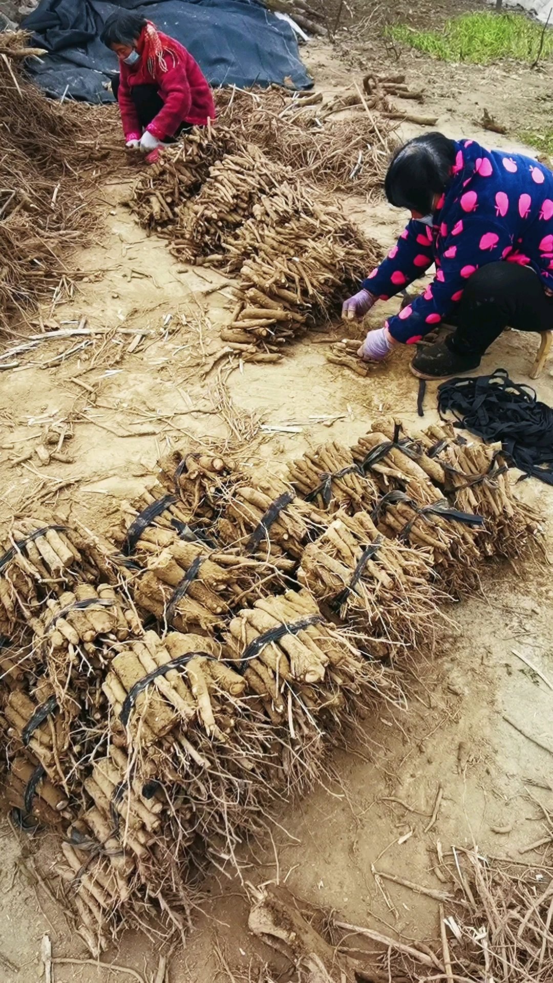 泡桐树根打包速生泡桐种根开始泡桐根出土