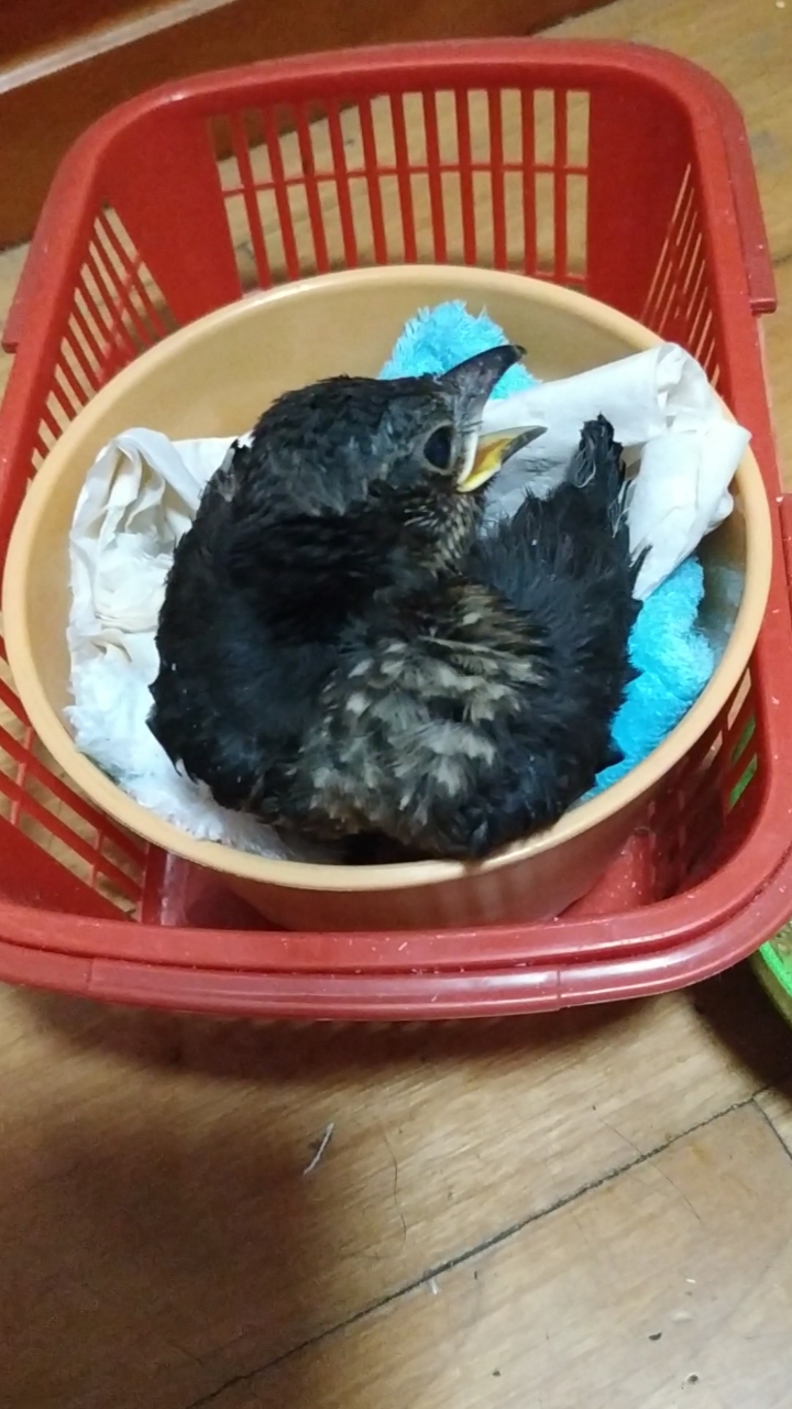 乌鸫#一只小黑鸟,百舌鸟幼鸟,手养乌鸫雏鸟-度小视