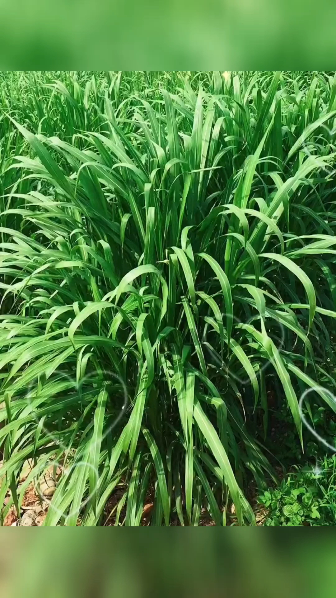 高产牧草种子#冬天的金牧粮草1号,叶子秸秆怎样?必须绿