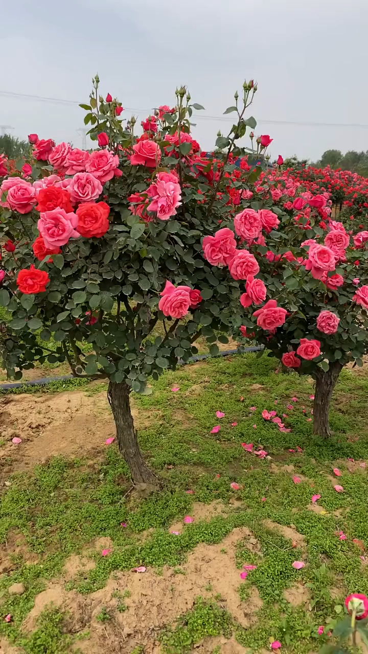 大花老桩月季,花大浓香型,多季循环开花