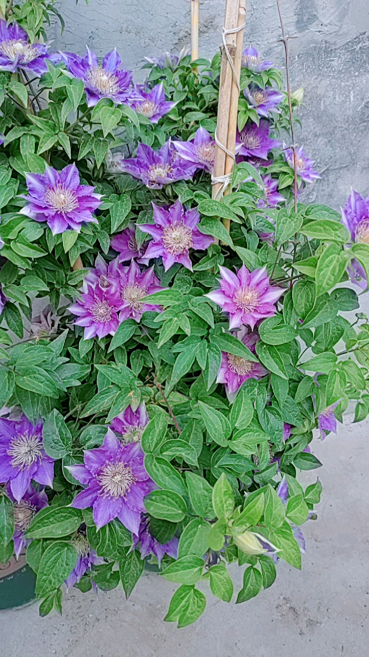 铁线莲(>﹏ )(啤酒)