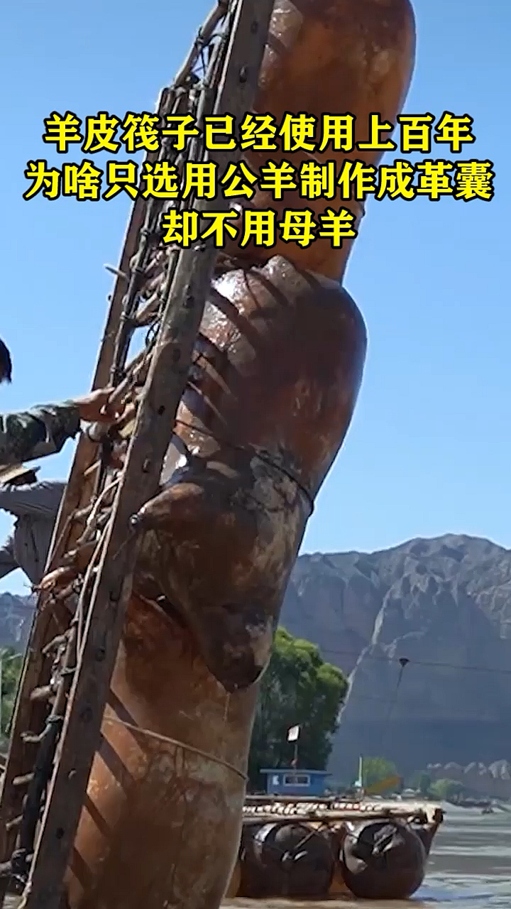 奇闻趣事抢先看#羊皮筏子已经使用上百年,为啥只选用公羊制作成革囊