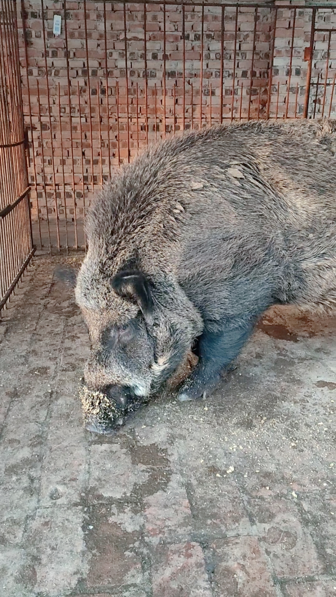 河北野猪苗图片