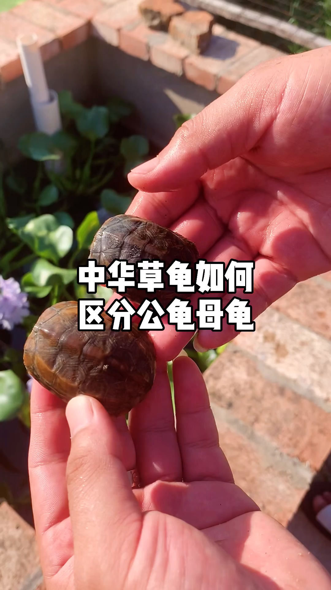 中华草龟中华草龟如何区分公母龟谷鳖老