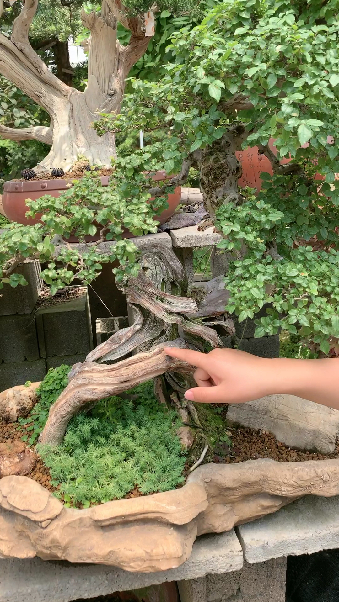 盆景七贤之一雀梅