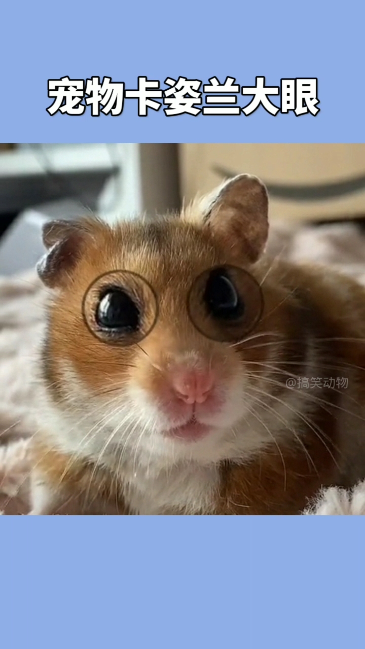家有萌宠#搞笑宠物,卡姿兰大眼