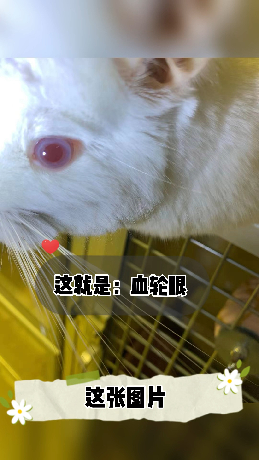 小小爱宠萌化你#金色龙猫的血轮眼