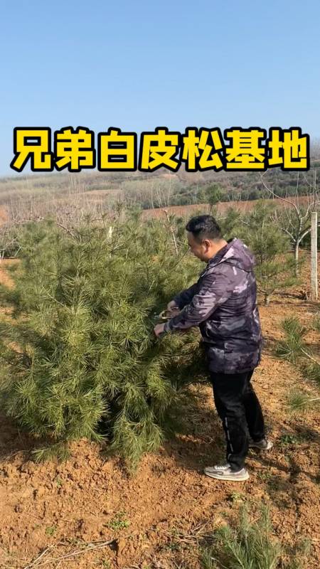 兄弟白皮松正式复工复产,冬季白皮松修剪7015全面开工…-度小视