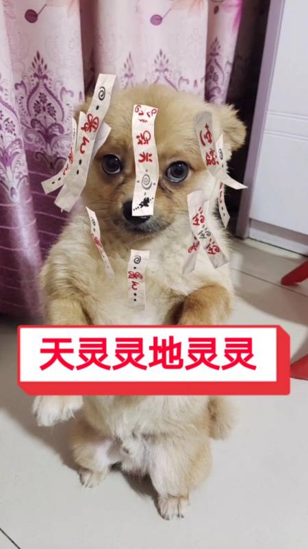 天灵灵地灵灵,笨笨变帅行不行