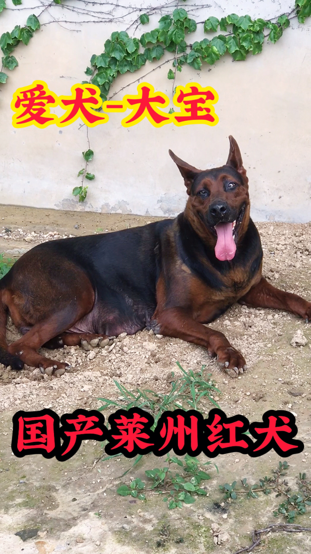 我家宠物不一样#种母大宝,大骨量,大头版#狗狗