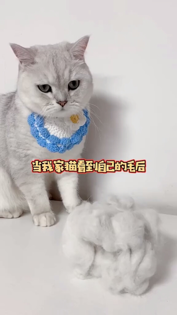 我家宠物成精了#我们大圆子也是有脾气的,这么凶的大圆子你们还喜欢