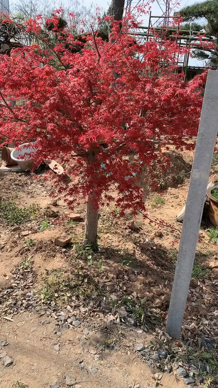 红舞姬红枫红红火火耐寒耐旱南北方都可以栽植