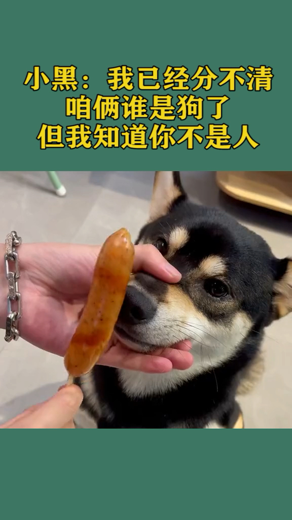 小黑:我已经分不清谁是狗了,但我知道你不是人
