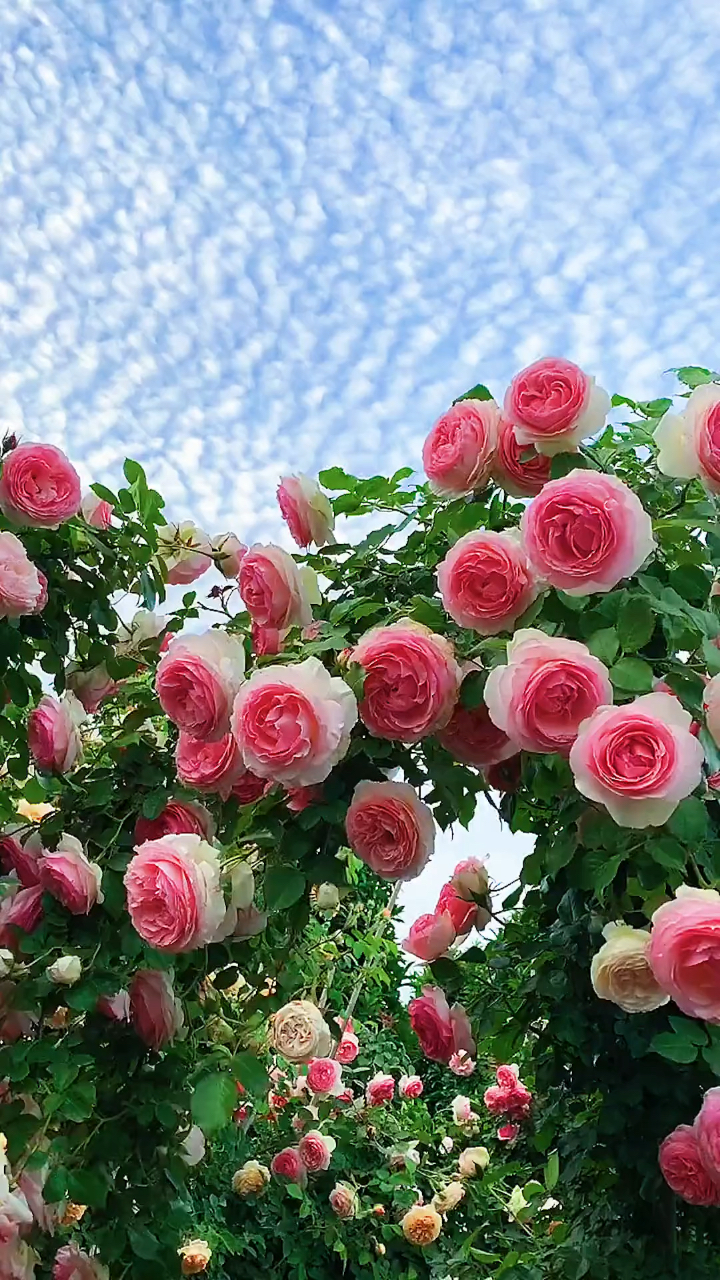 藤本月季粉色龙沙宝石美仙了