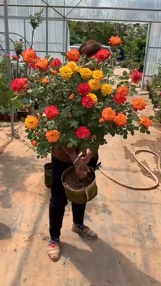 树桩月季藤彩虹