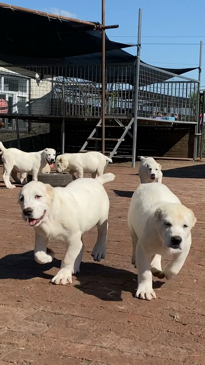 中亚牧羊犬#纯白中亚大头版大骨架.