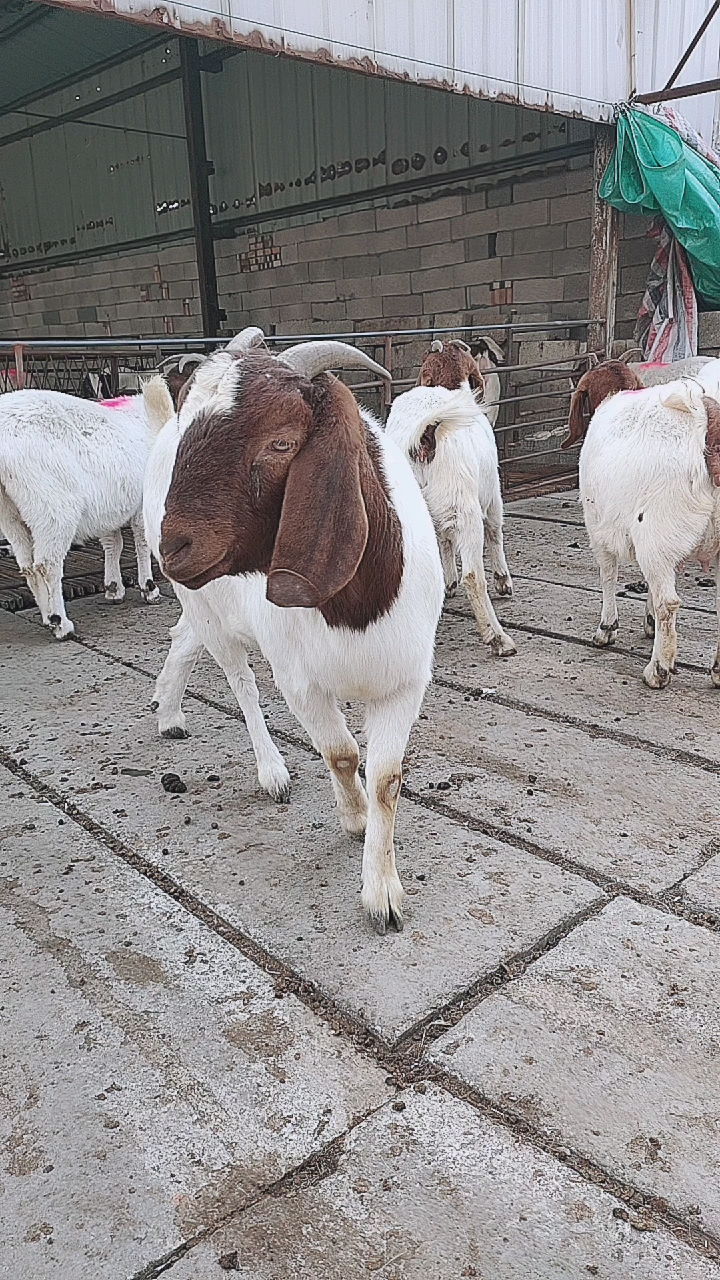 精品红头大耳,纯种三代,波尔山羊,长身腰,大体型,每胎2-4只羔