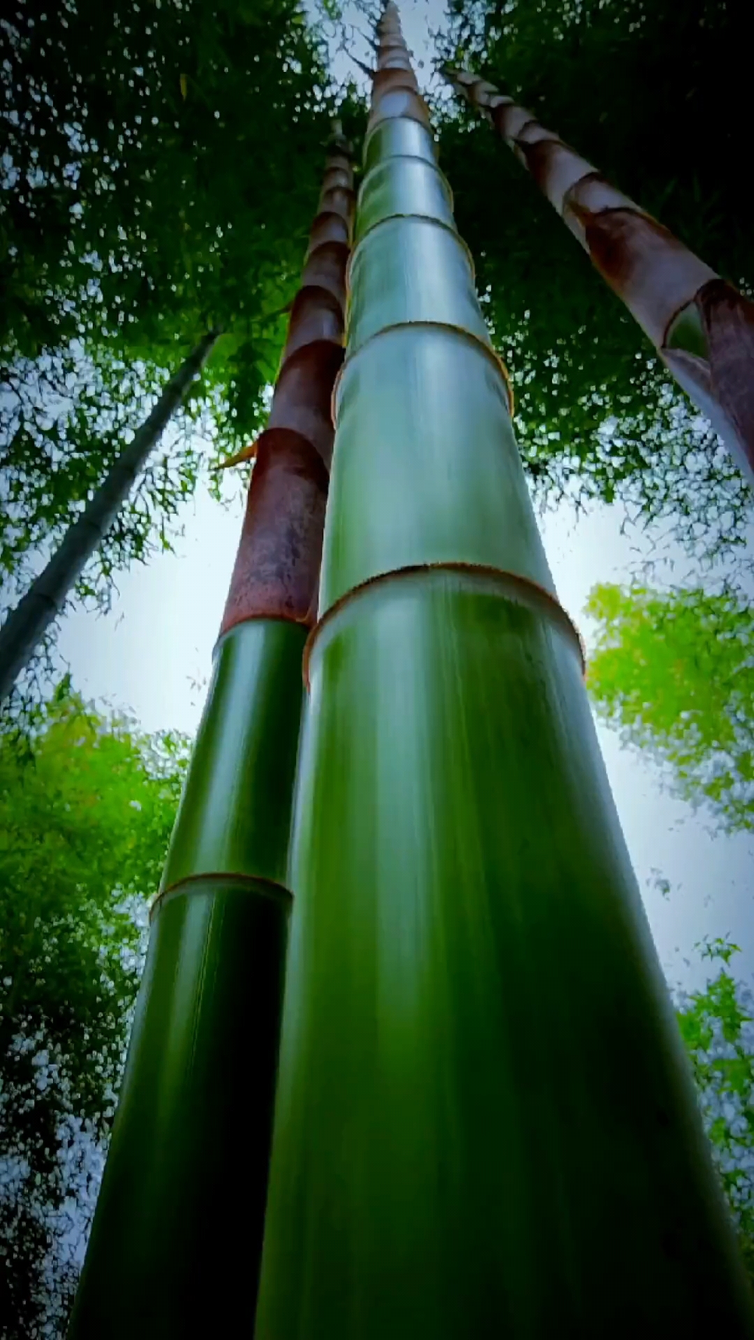 美丽竹林,参天大竹笋!