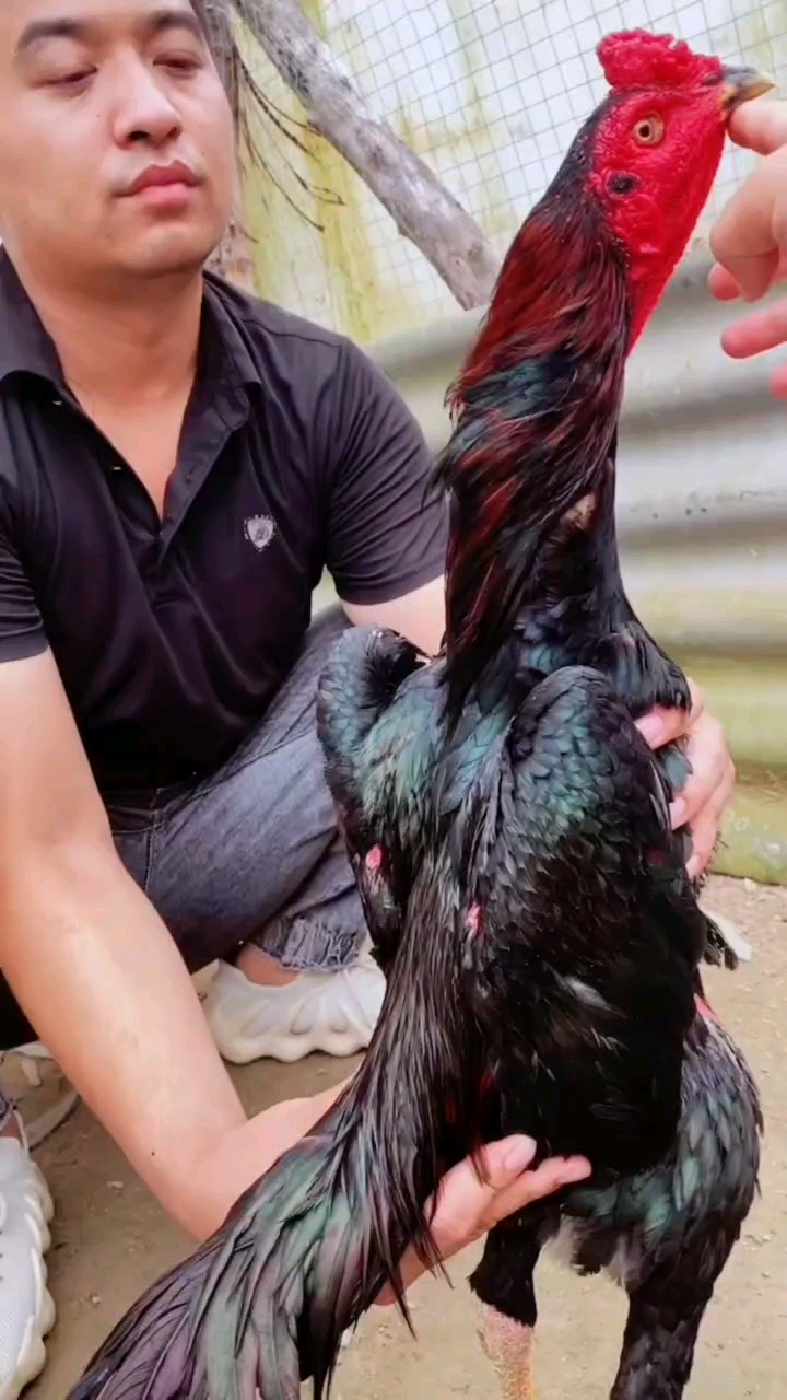 越南斗鸡#越泰剑尾斗鸡