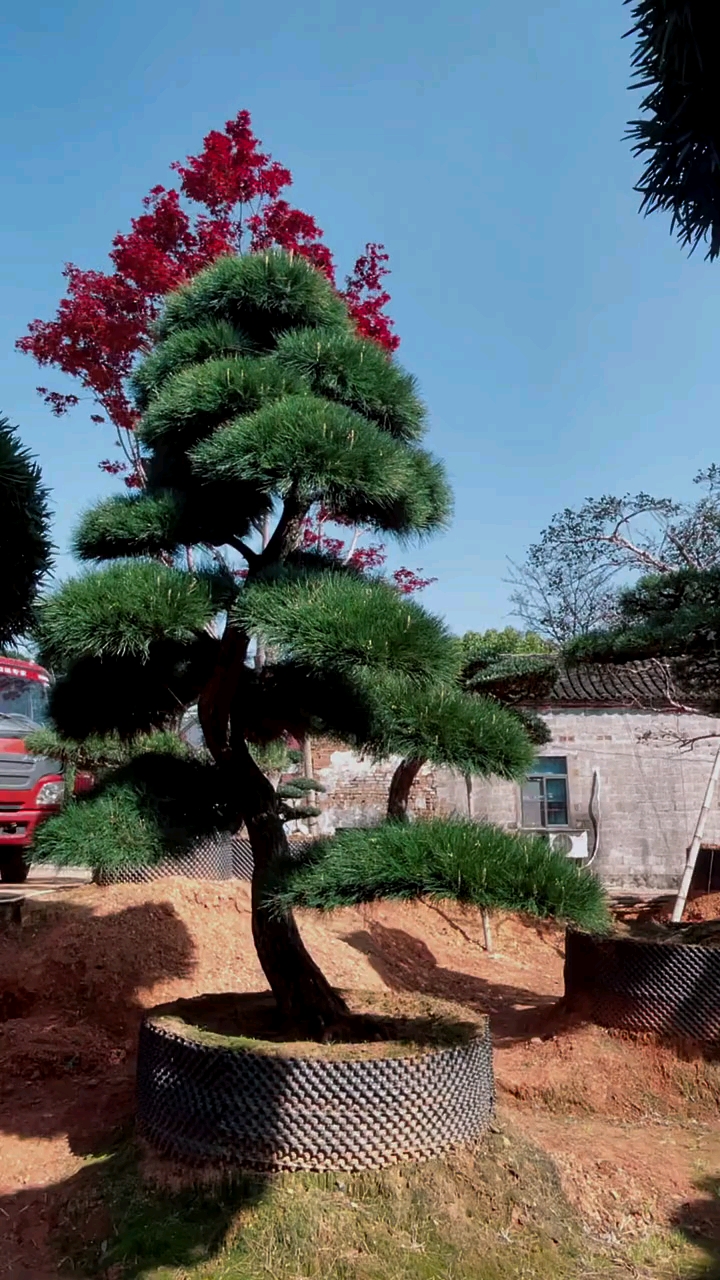 造型黑松,四季常青不落叶,耐寒耐旱南北方都可以栽植