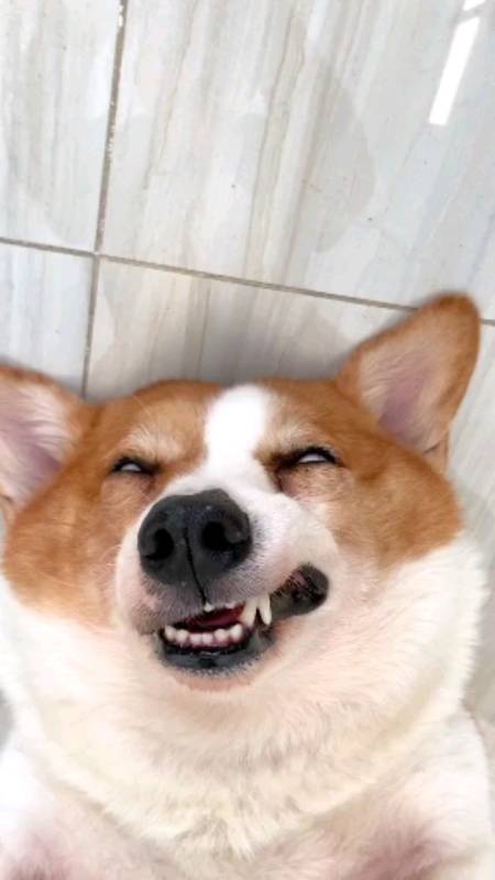 搞笑萌宠#每天睡觉打呼噜这声音受不了