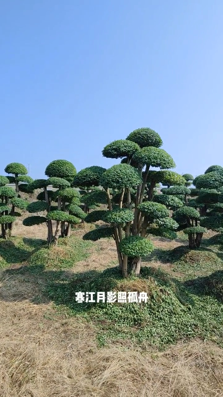 小叶女贞造型树四季常青不落叶适合庭院别墅农家小院栽植