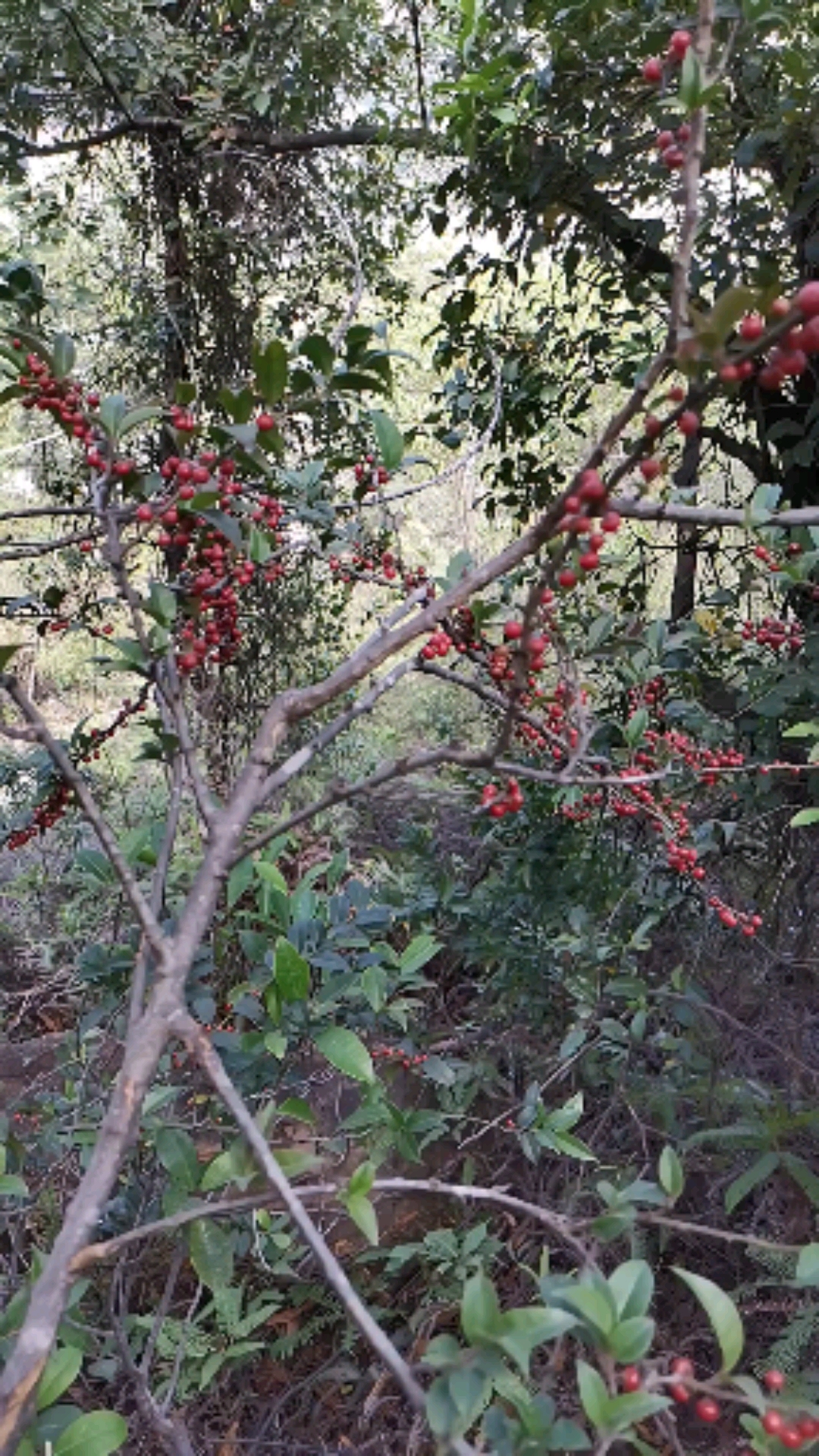 认识中草药#毛冬青,满树的红果子,漂亮吗?