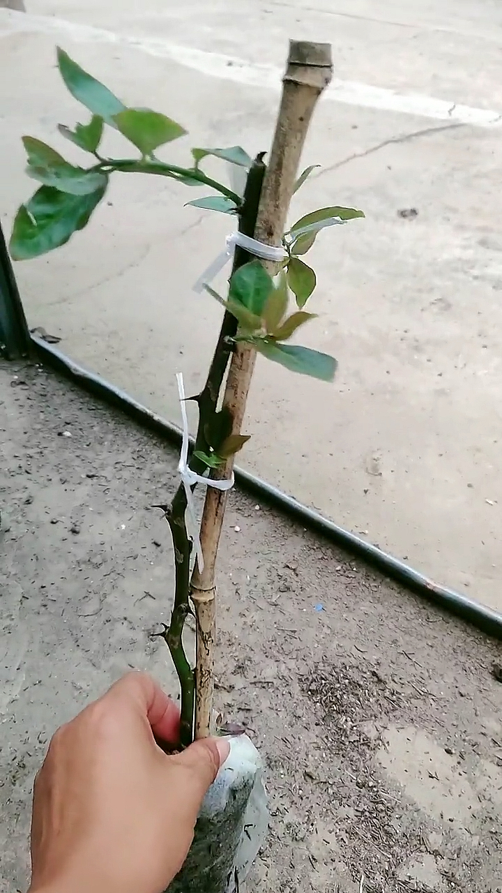 叶仙扦插苗,到营养带准备送人