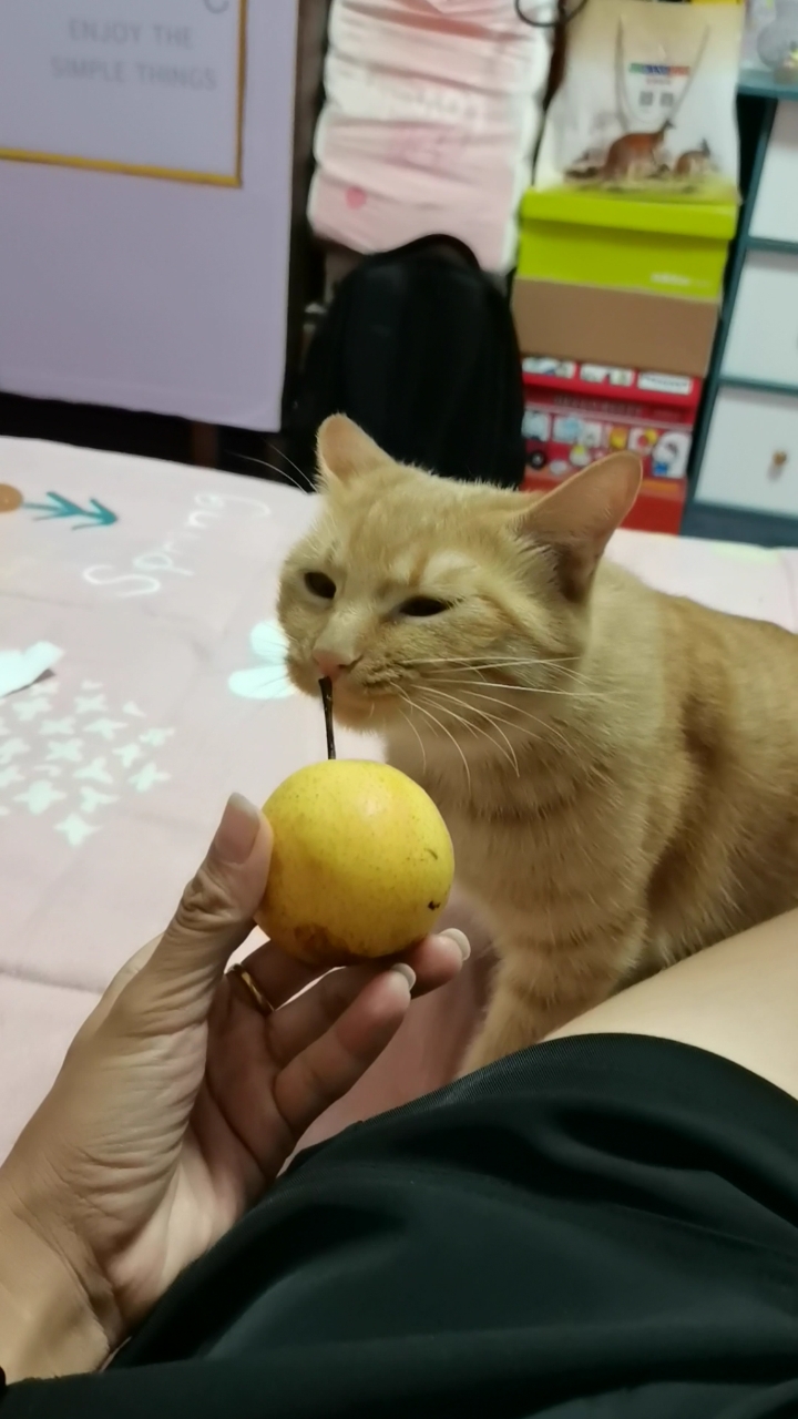 看猫妹的小表情告诉我们梨是酸的