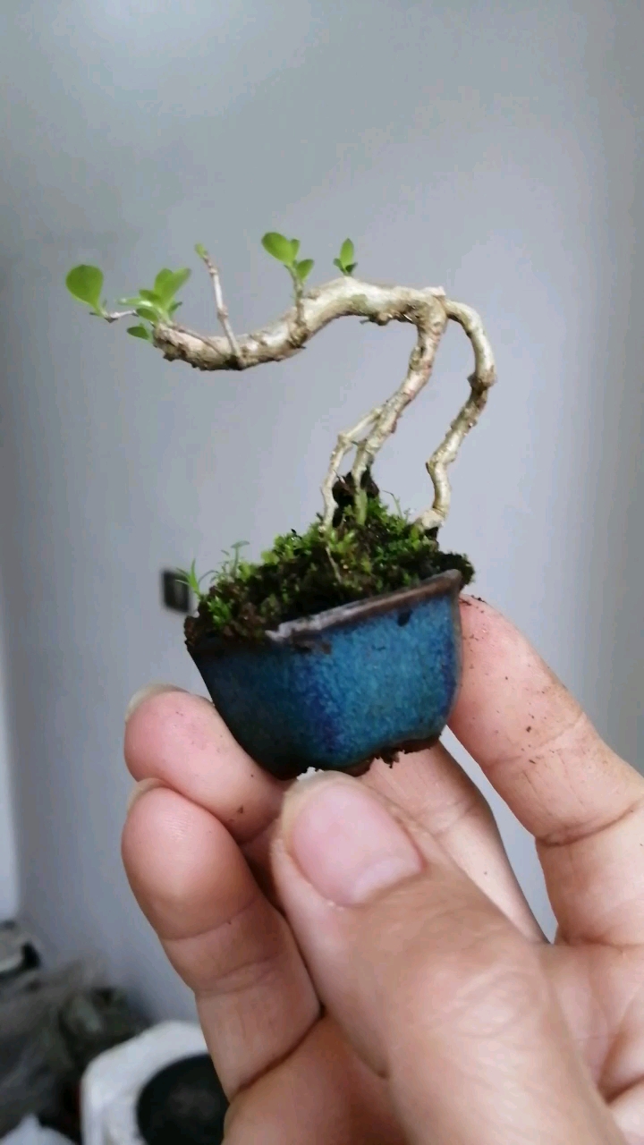 盆景#拇指小盆六月雪