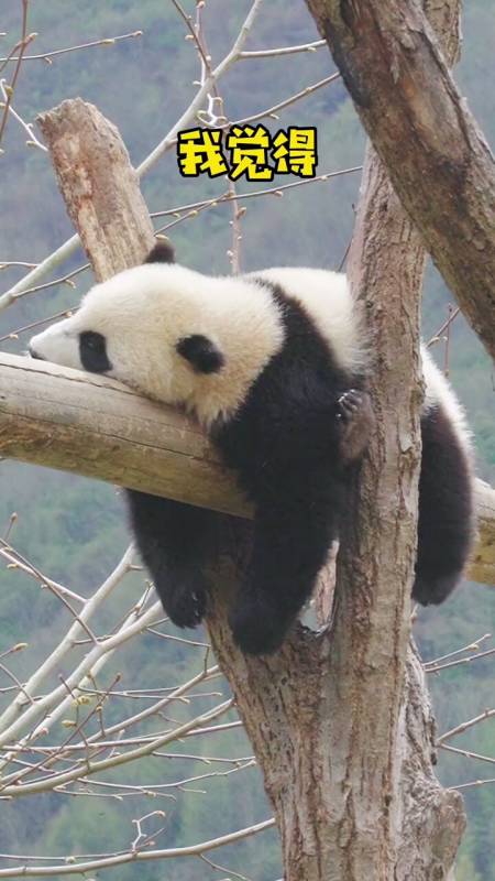 该减肥了#可爱吗熊猫瘫了解一下吧