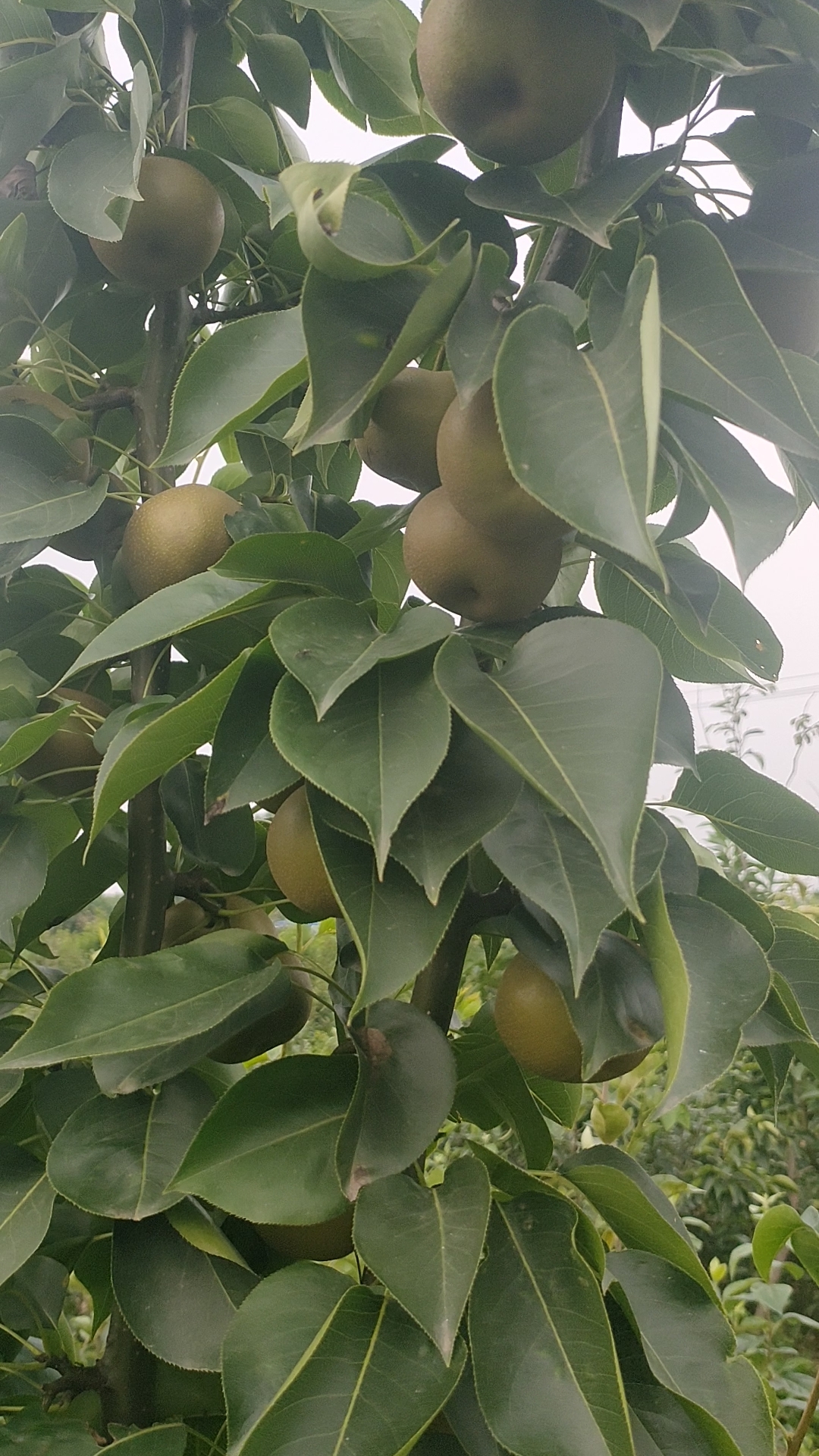 梨树苗价格#柱状梨挂果状,种苗秋后出售,品种齐全