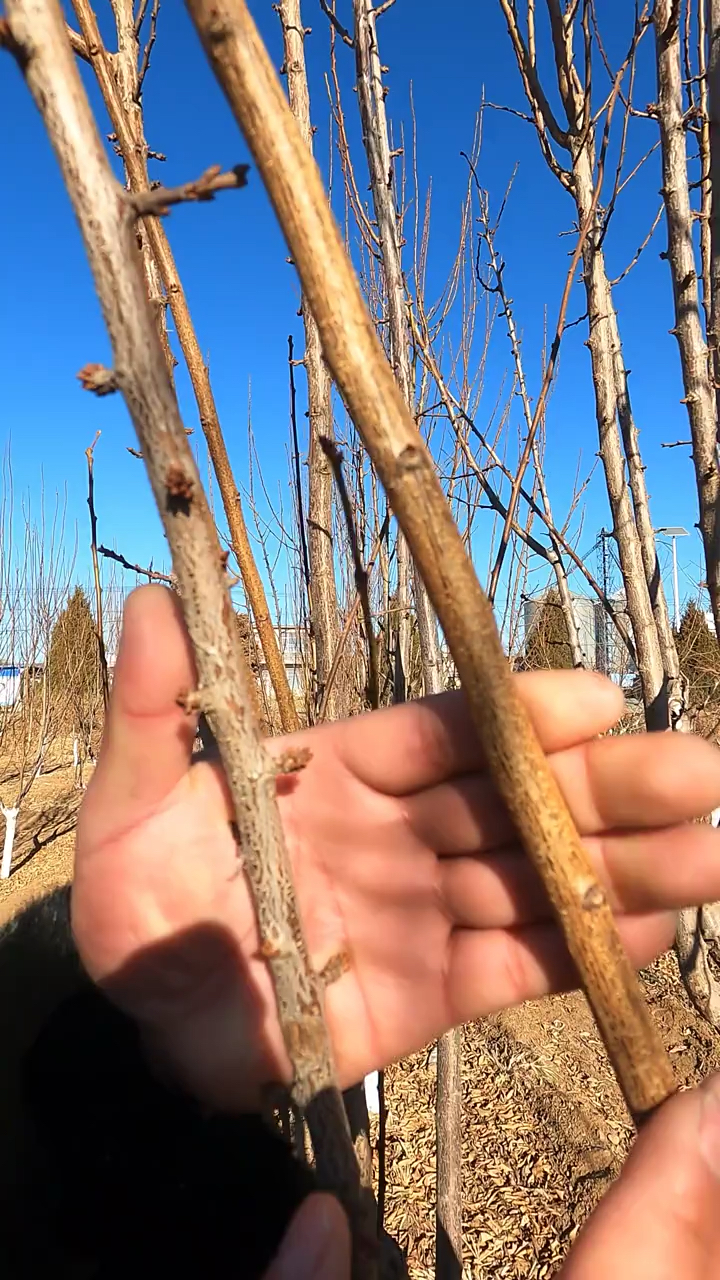 什么是李子树的花芽,一起看看是如何区别的-度小视