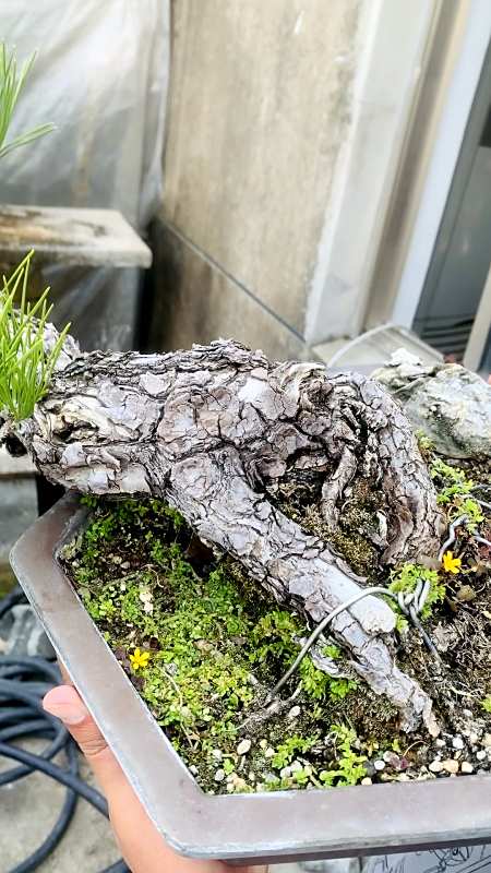 黑松盆景#苍老爆皮的临水黑松-度小视