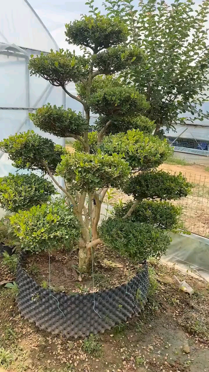 瓜子黄杨造型树家有黄杨富贵吉祥如意耐寒耐旱南北方都可以栽植