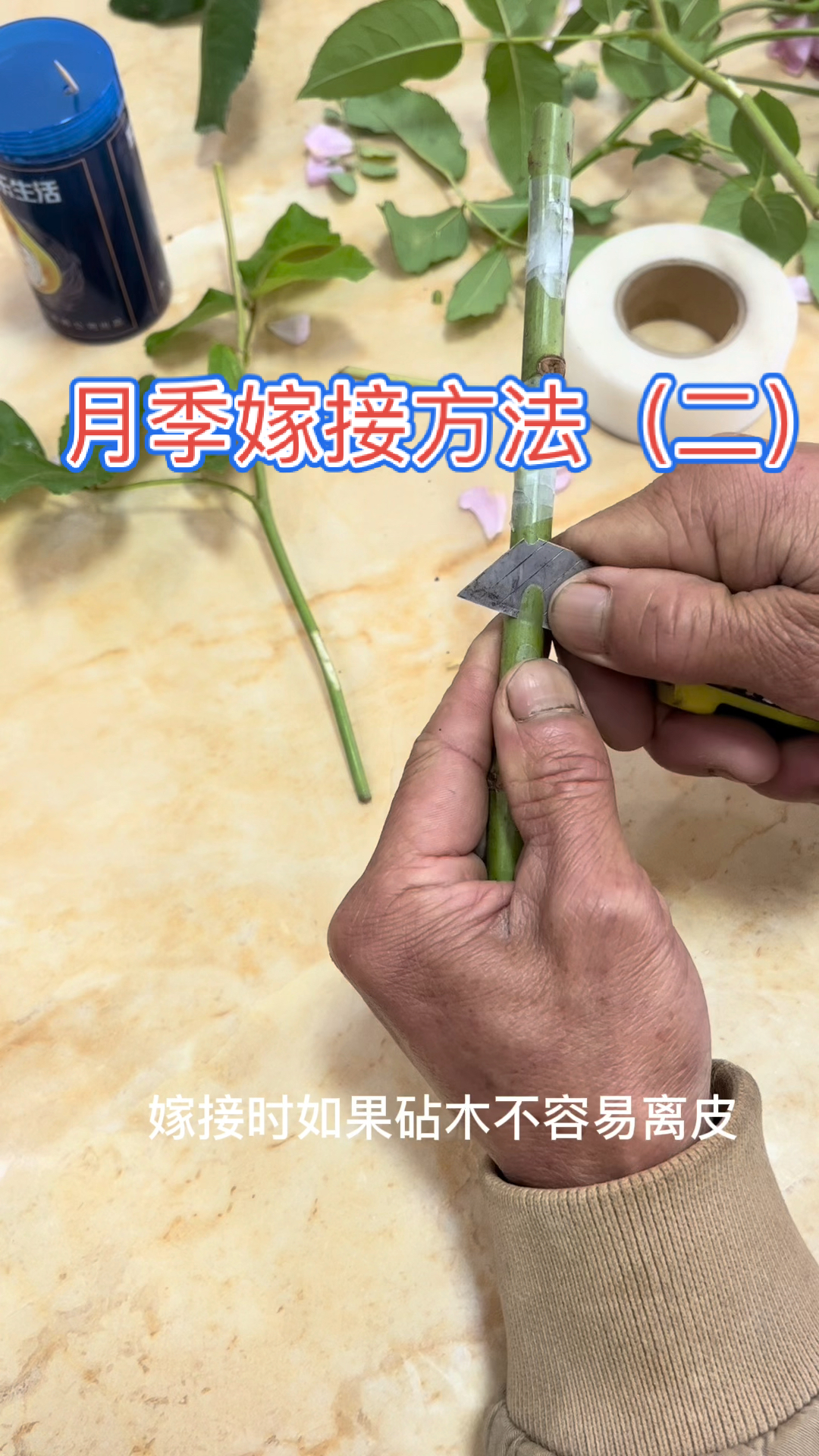 月季嫁接技巧一年四季都可以嫁接月季的方法采用糯米纸嫁接膜包扎防止