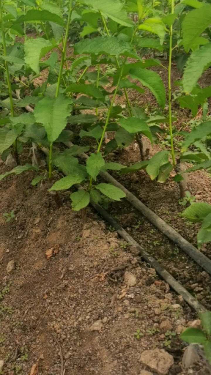 矮化樱桃苗#组培吉塞拉根系樱桃苗秋后大量出苗