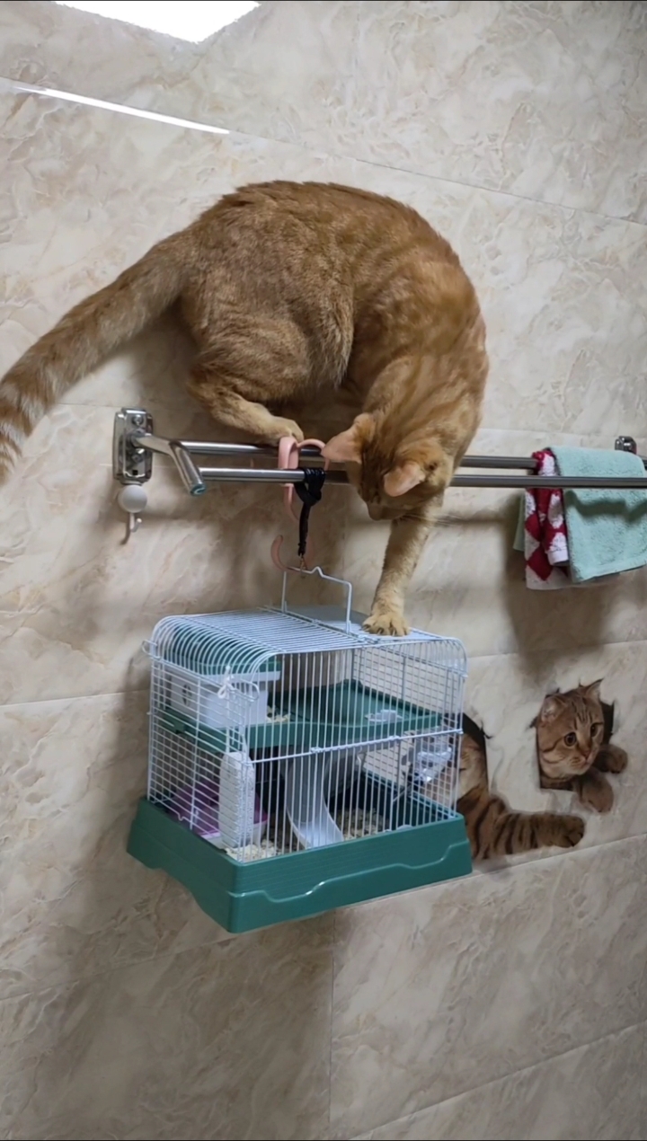 天天盯着~这玩意实在是太诱猫了