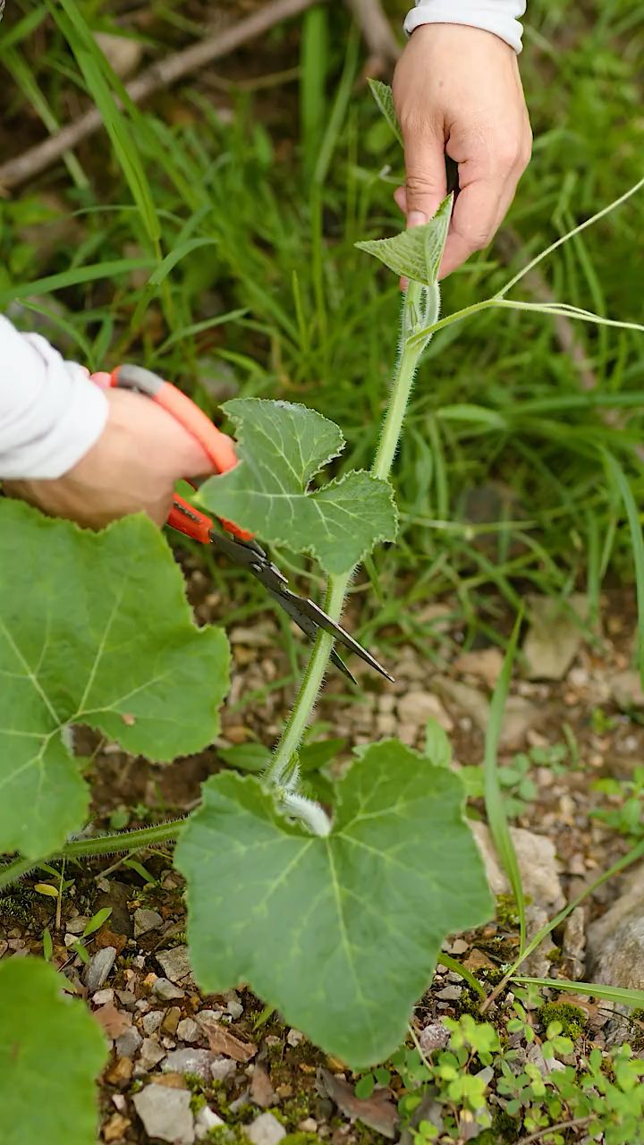地下南瓜藤的侧枝太多了,剪下来用来炒菜特别好吃,鲜嫩可口,营养又下