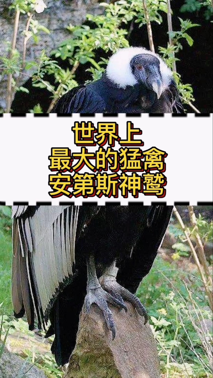 动物世界世界上最大的猛禽安第斯神鹫