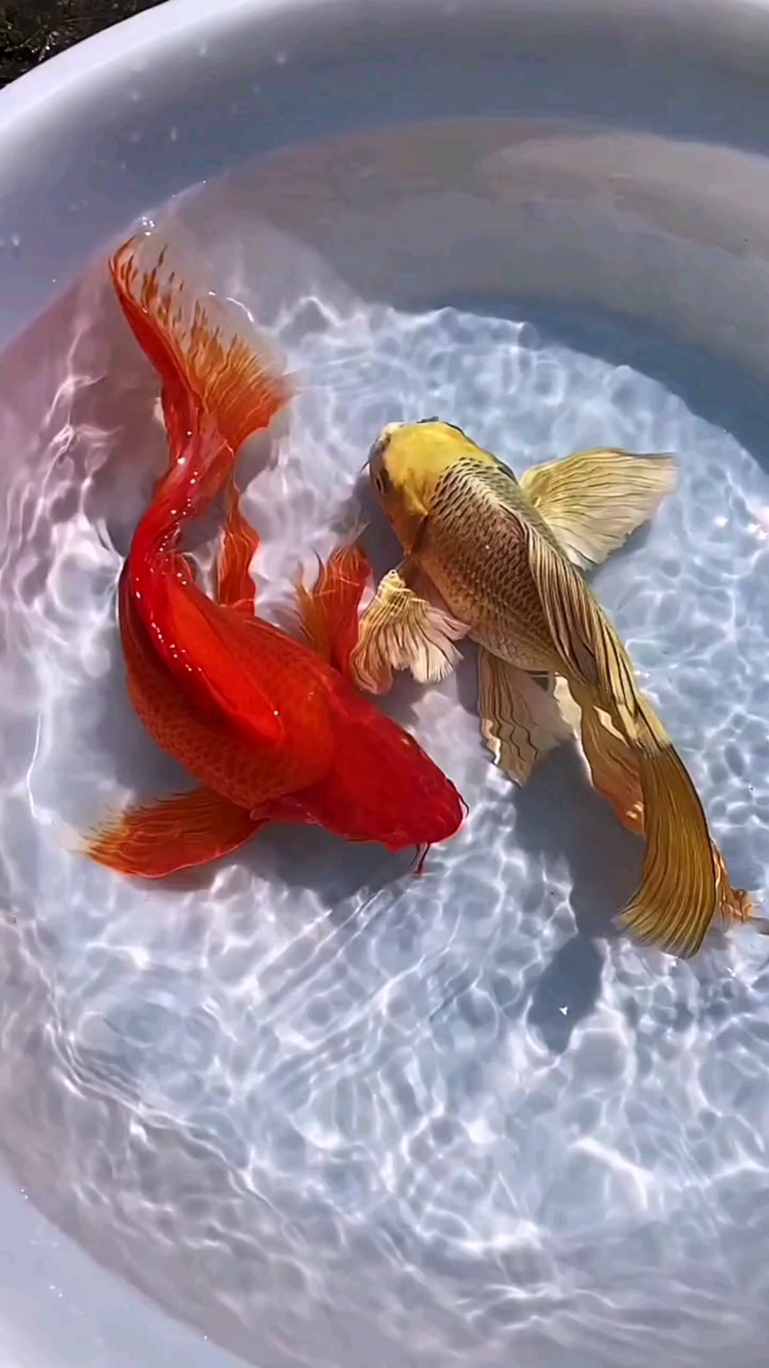 一帆风顺吉星到万事如意福临门祝大家富贵平安喜乐安康