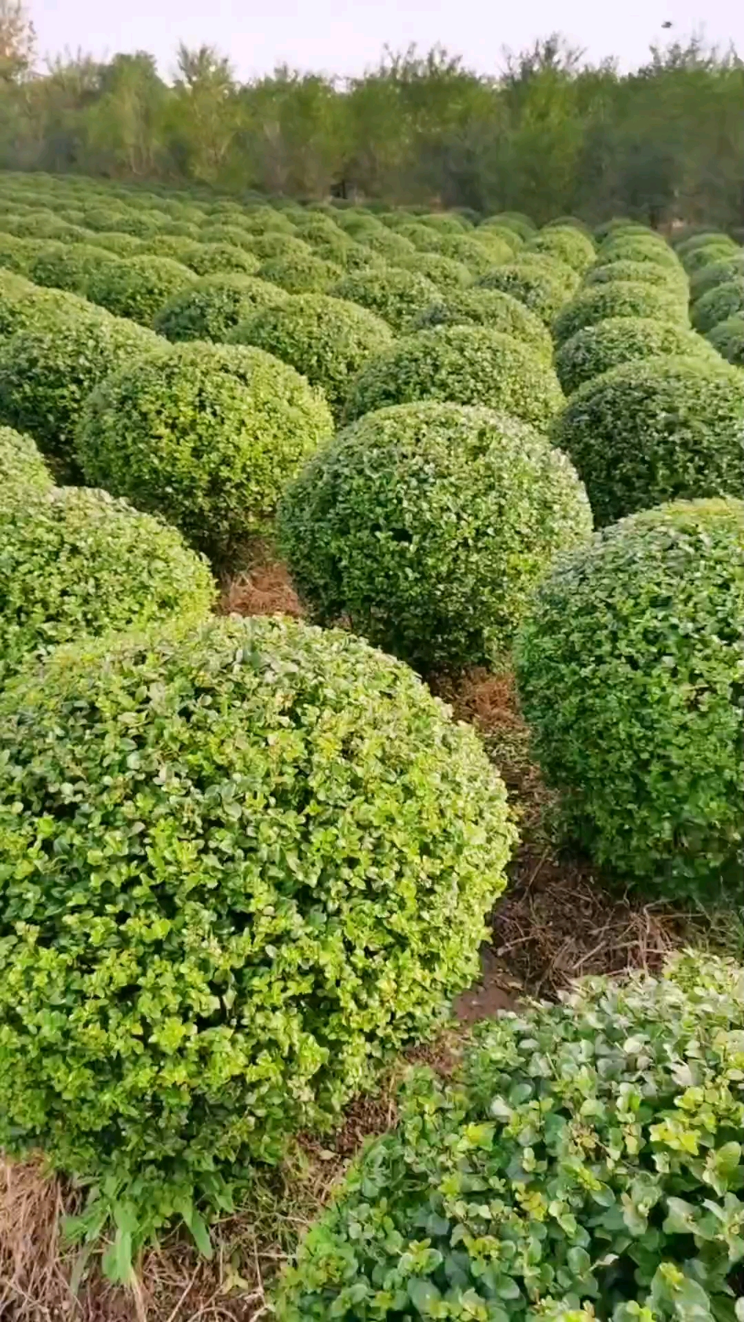 小叶女贞球四季常青不落叶适合庭院别墅绿化栽植-度小视