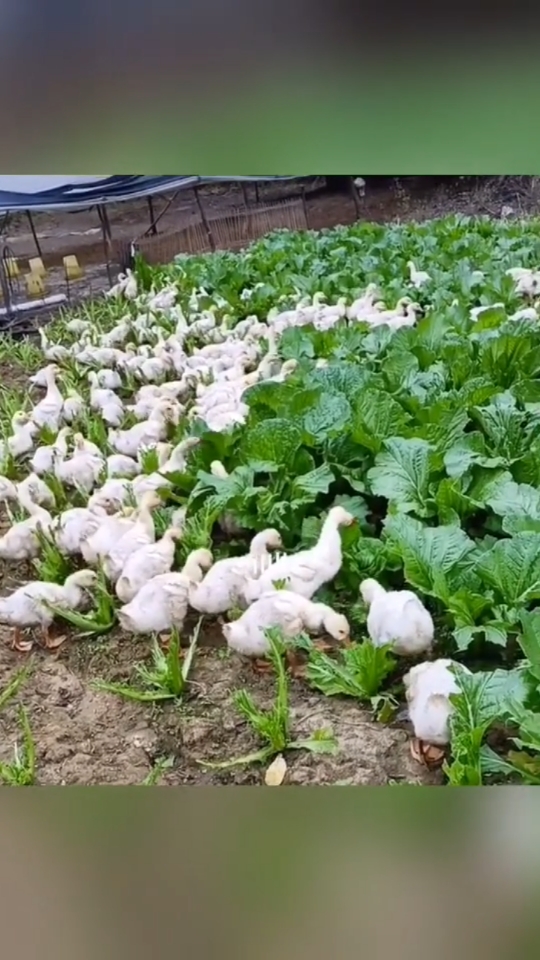 记录生活#散养大鹅吃着绿色的食菜,这鹅肉一定好吃吆.