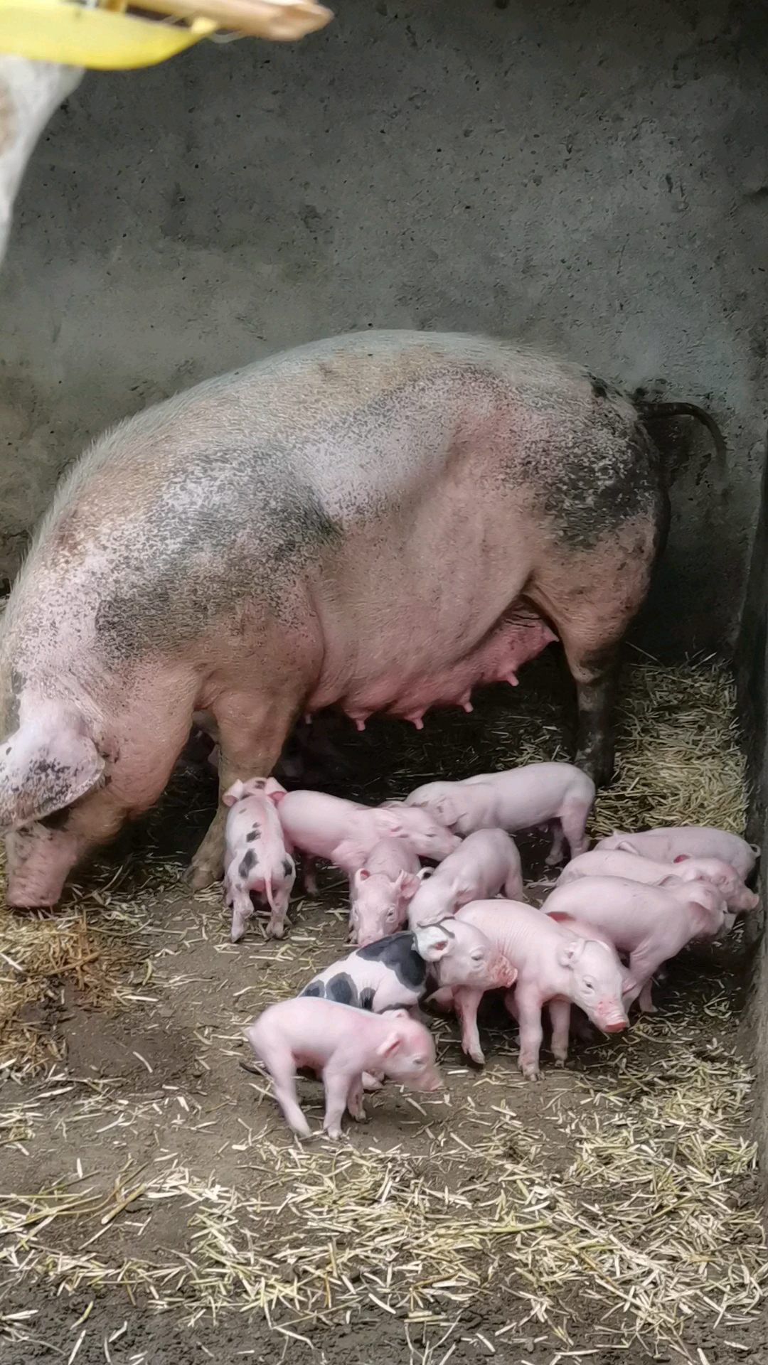 大家看看猪妈妈生了多少猪宝宝?